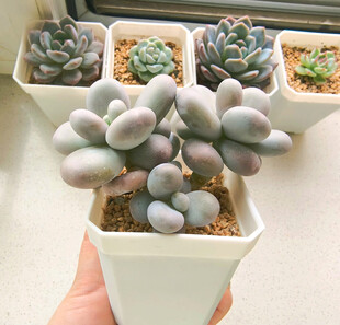 可爱多肉盆栽展示