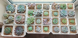 多彩多肉盆栽展示