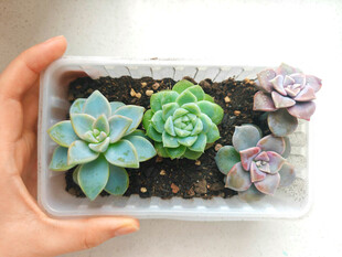 手捧多肉植物组合