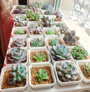 多彩多肉盆栽整齐排列