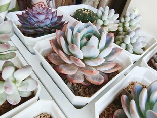 橙梦露多彩多肉植物盆栽展示