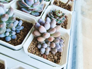 可爱汤圆多肉盆栽展示