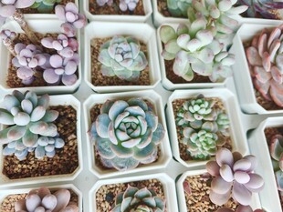 多彩多肉植物盆栽展示