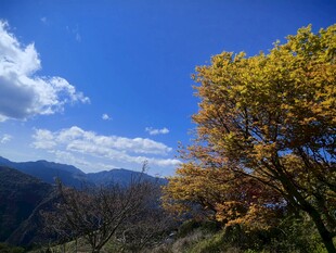 春景