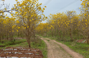 黄花风铃木的乡间小路