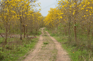 金黄花树间的黄花风铃木乡间小路