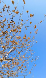 蓝天映衬下的繁花树枝