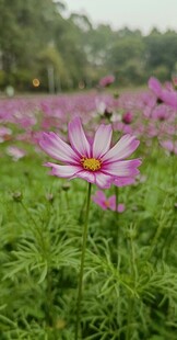 格桑花 田野中的美丽波斯菊