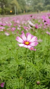 格桑花 美丽波斯菊绽放于绿野