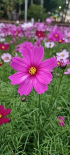 格桑花 绚烂波斯菊绽放于绿野