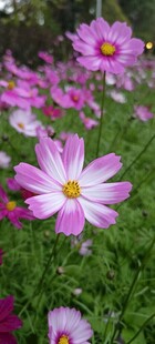 格桑花 美丽波斯菊绽放于绿野