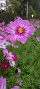 格桑花 美丽波斯菊绽放于草地