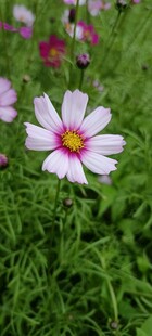 格桑花 草地上的美丽白色雏菊