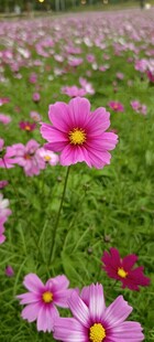 美丽格桑花绽放的花田