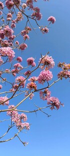 蓝天映衬下的烂漫粉花枝