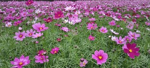 格桑花浪漫花海 粉色花朵绽放