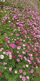 格桑花缤纷花海 绽放绚烂色彩