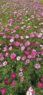 格桑花 花海烂漫 粉色花朵绽放