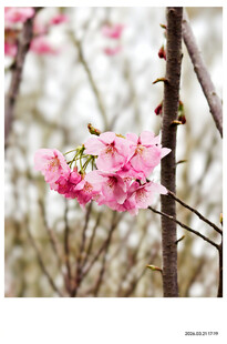 樱花