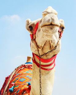 装饰精美的骆驼特写