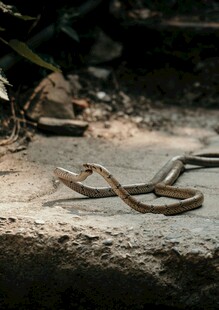 岩石上的蜿蜒蛇类