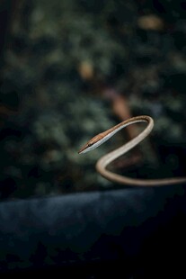 蜿蜒小蛇于暗色背景中