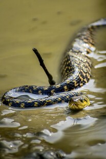 水中蛇与鸟的激烈缠斗