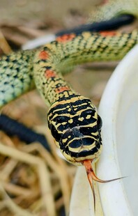 色彩斑斓的蛇特写