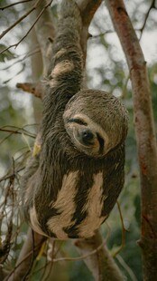挂在树枝上的树懒