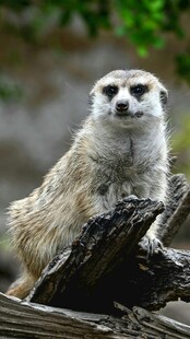 狐獴栖息于枯木上