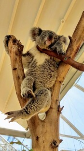 树上亲昵的考拉母子