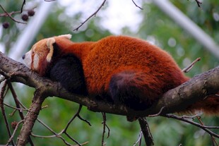 小熊猫惬意栖于树枝间