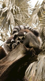 狐猴栖息于树干上