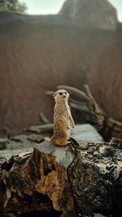 树桩上的猫头鹰