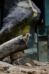 树桩上的小熊猫