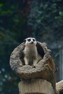 狐獴站在树洞上张望