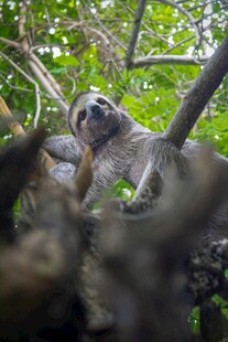 树懒栖息于繁茂枝叶间