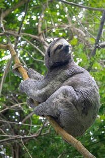 树懒悠闲栖息于树枝上