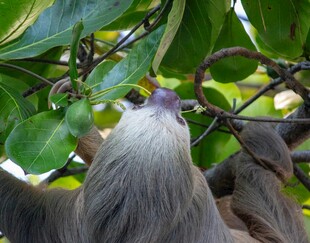树懒在枝头享用树叶