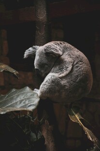 蜷缩在树枝上的树懒