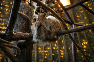 狐猴栖息于交错树枝间