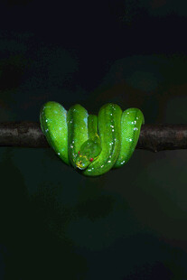 翠绿毛毛虫盘踞在树枝上