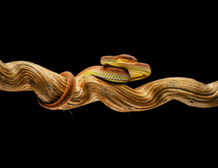 金色波浪上的多彩物件