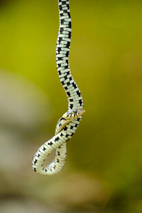 黑白花纹小蛇悬垂