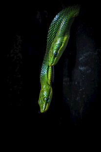 翠绿竹叶上的蛇特写