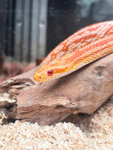 橙红色蛇盘踞于木头上