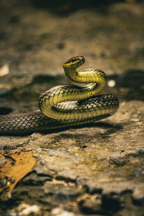 盘绕于地的翠绿花纹蛇