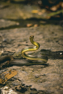 盘曲于地的黄绿花纹蛇