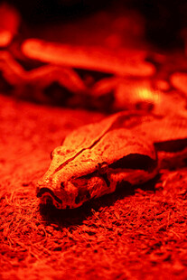 红色熔岩上的奇特物体