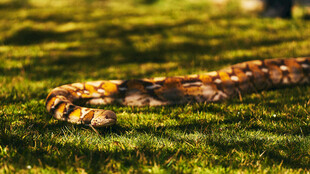 草地上的斑斓蛇